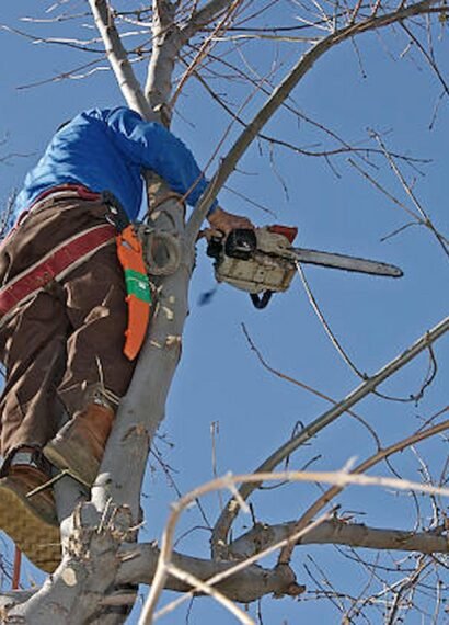 Tree Service Providers
