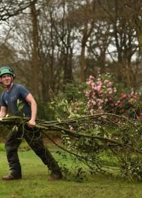 Tree Surgeons